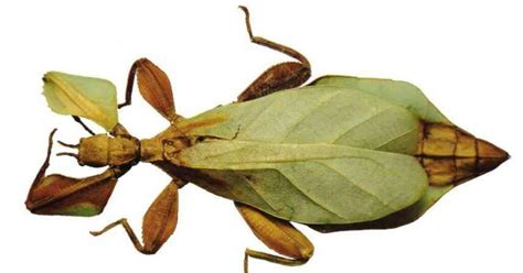bugs in the philippines|Phyllium bonifacioi: the leaf insect named after the .